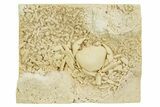 Fossil Crab (Potamon) Preserved in Travertine - Turkey #350887-1